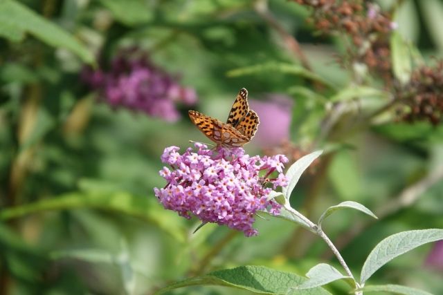 Expositie Fauna in Drentse natuur