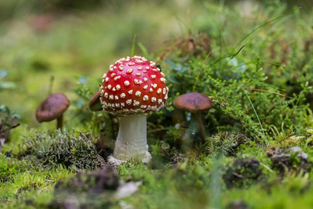 Paddenstoelenwandeling door Lusthof De Haeck