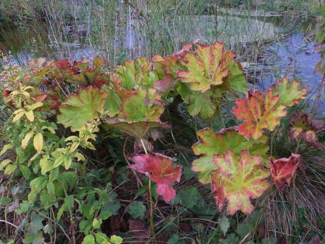 Natuurlezing herfsttuin