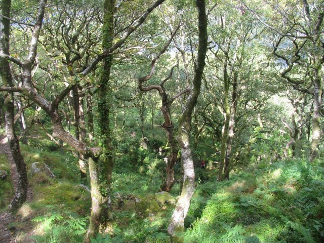 Filosofische workshop 'Bomen en Bossen'