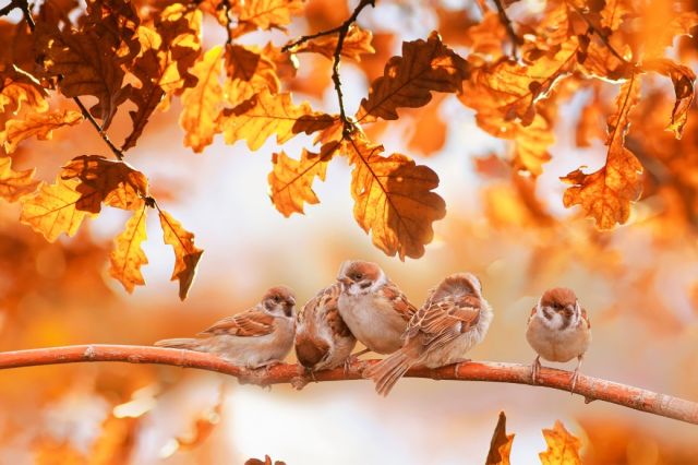 Vrolijke vogelhuisjes