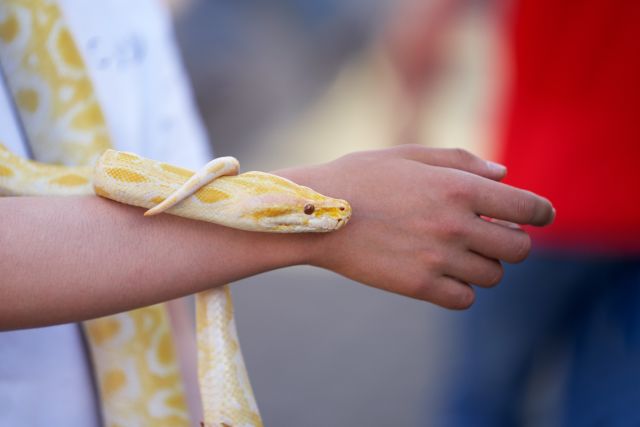 Waanzinnige reptielen (5-13 jr.)