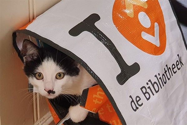 Dierendag Speurtocht in de Bibliotheek