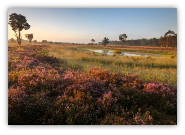 De geschiedenis van de Groote Heide