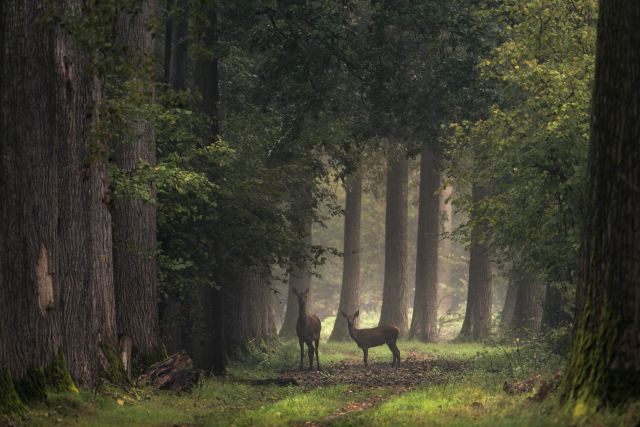 Expositie Op safari in het Groene Woud