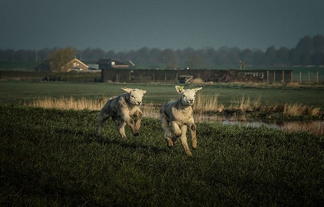 Boekpresentatie 'Kijken met de ogen van Hung Hoang'