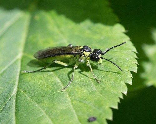 De wereld van insecten