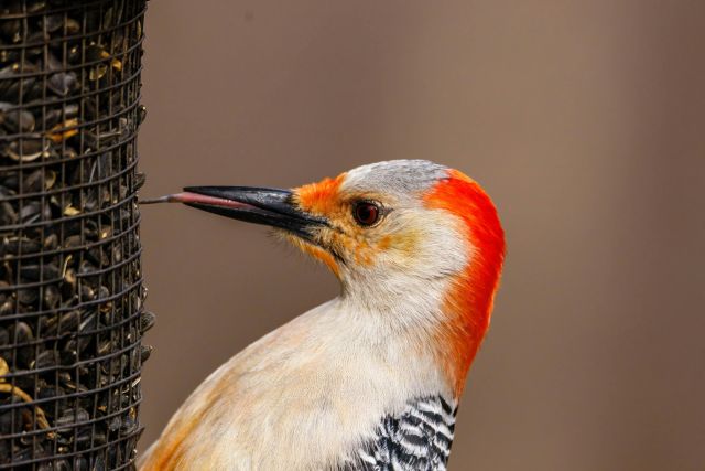 Maak een feestmaal voor de vogels