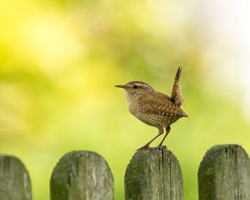 Vogels in de tuin