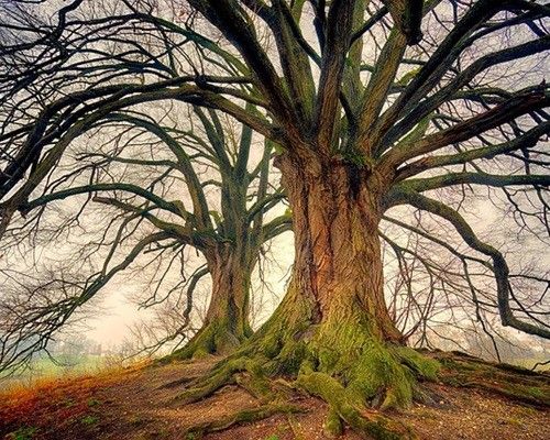 Bomen in winter en lente