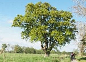 Nijkerkse landschappen - Een reis door Tijd en Natuur