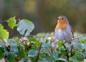 Natuurlezing: Vogels rond het huis