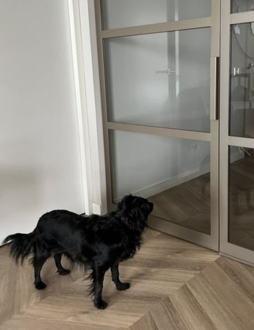 HELP! Mijn hond begrijpt mij niet