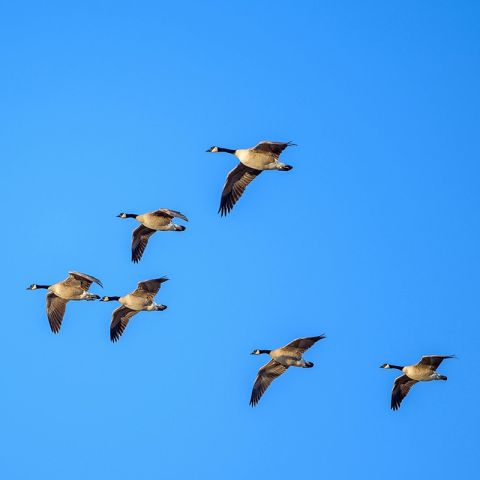 Vogelvlucht: de betekenis van vrijheid