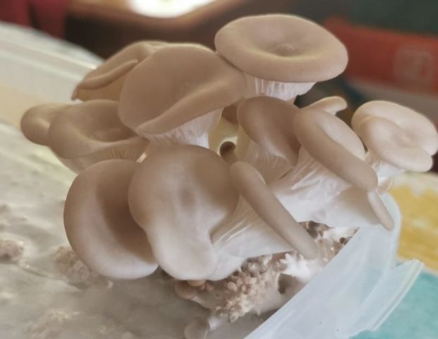 Mushroom Workshop: From Waste to Oyster Mushrooms