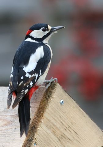 Lezing: Digitale wandeling door de vogelwereld