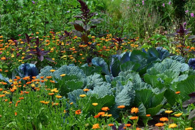 Lezing ecologisch tuinieren