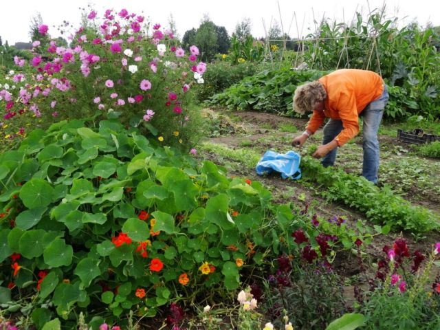 Groen doen: Een vruchtbare bodem in je moestuin