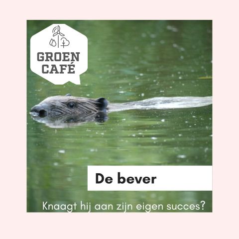 Groen Café De bever: Knaagt hij aan zijn eigen succes?