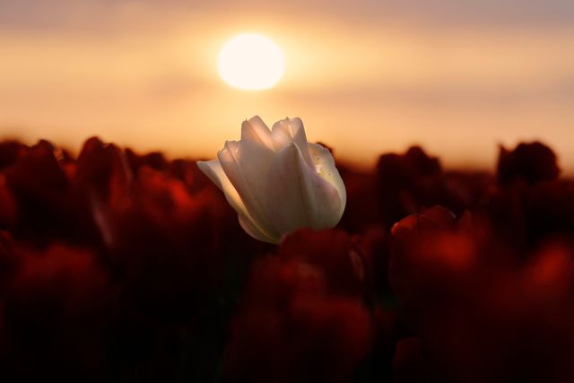 Cursus: een pakkende foto maken