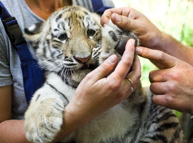 Waanzinnig beroep: Werken in een dierentuin (7-13jr.)