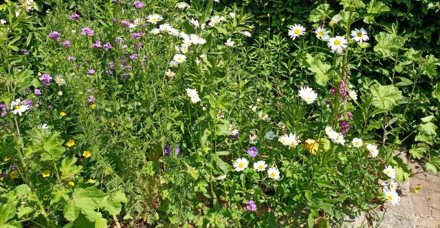 Workshop: Meer leven in je tuin!