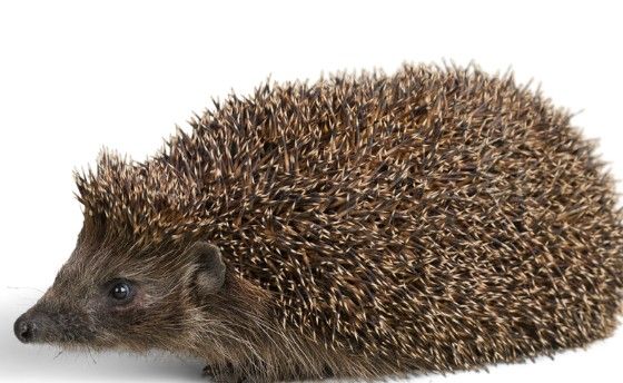 Jaarrond Tuintelling: draag bij aan het grootste tuinonderzoek van Nederland