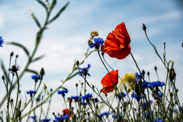 Internationale Dag van de Biodiversiteit - Oost Gelre viert mee!