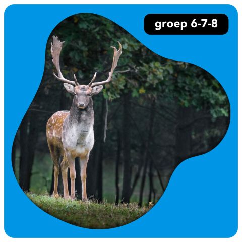 Bovenbouw: bos en beest