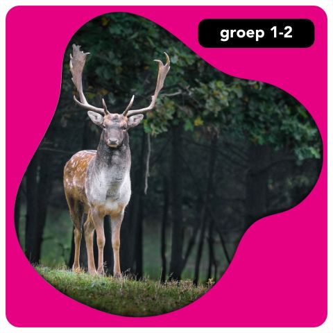 Onderbouw: bos en beest