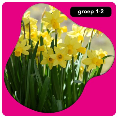Onderbouw: lente