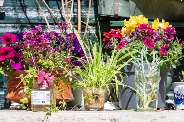 Plantenruilbeurs | Terschelling