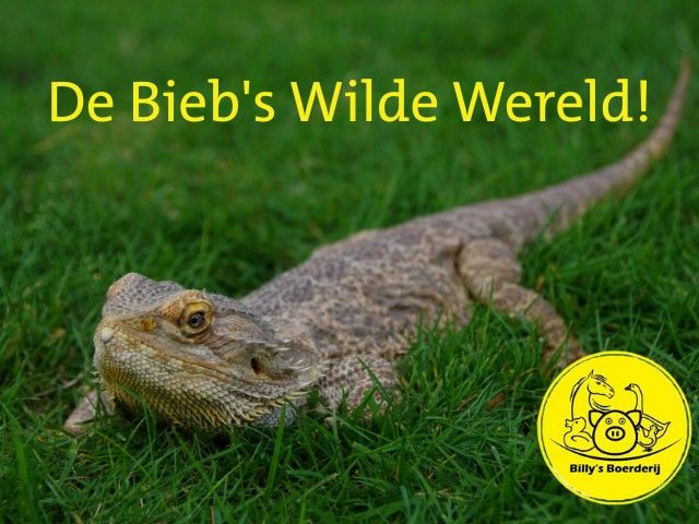 De Bieb's Wilde Wereld!