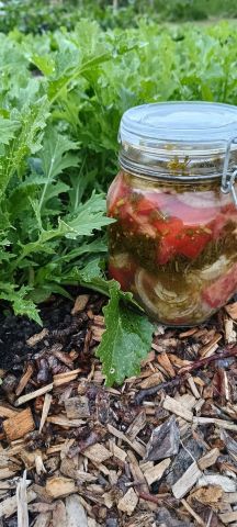 Workshop groenten fermenteren - De Dorpsmoestuin