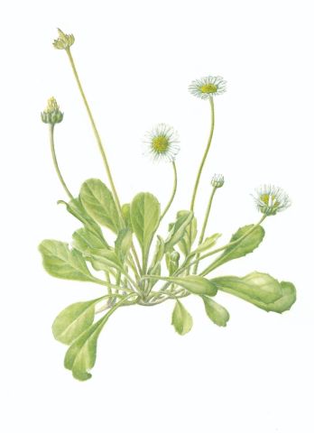 Workshop Botanische kaarten maken