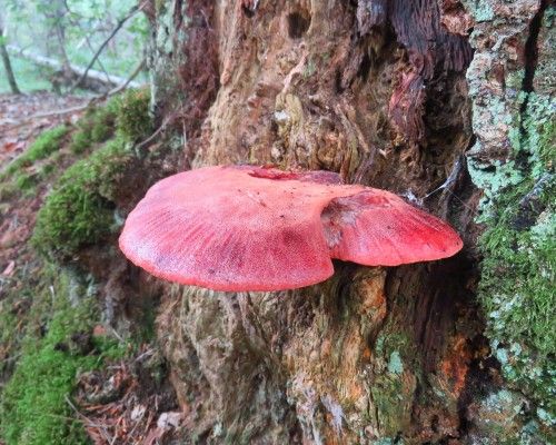 De wereld van Paddenstoelen-IVN