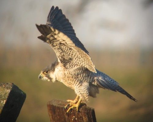 Ontdek de wereld van de slechtvalk-IVN