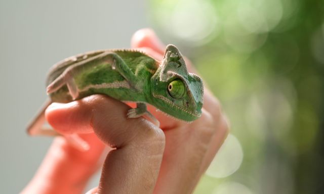 Zomerbieb 2025: Reptielenworkshop
