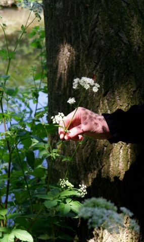 Kruidenwandeling & workshop