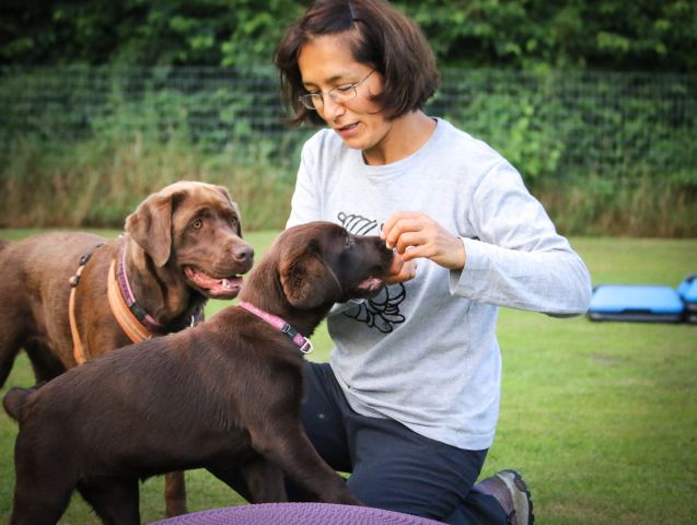 Let's talk: dog behavior