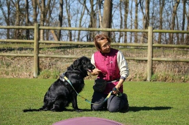 Let's talk: dog behavior