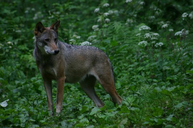 Maand van de Geschiedenis: Pas maar op voor de boze wolf, of toch niet?