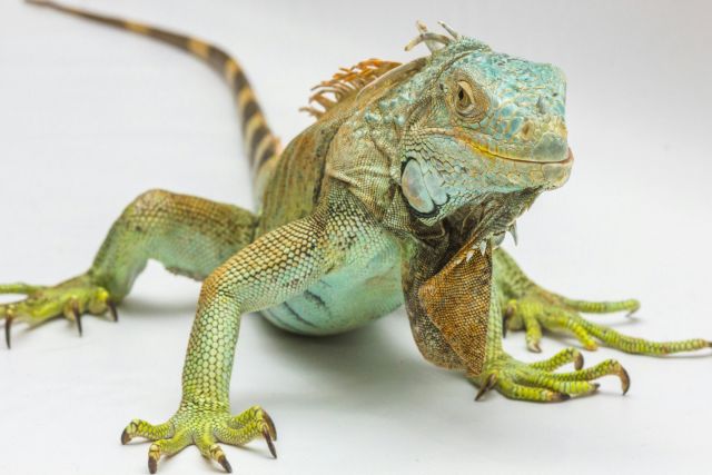 Kindercollege Carnivora