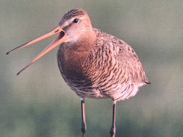 Fotoexpositie Weidevogelgebied Meerpolder