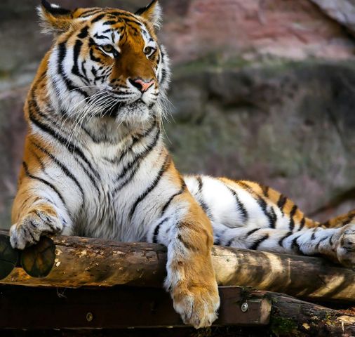 Dierendag in de Bibliotheek – Ontdek de wereld van roofdieren!