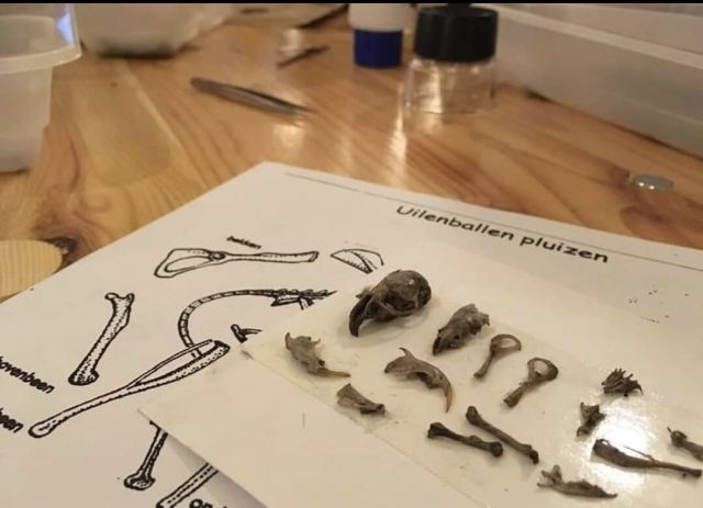 Ontdek de wereld van de uilen! (7-12 jaar)