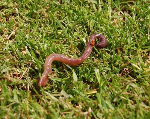 Mad Science wormenwereld | voorlezen & workshop | 4-7 jr.