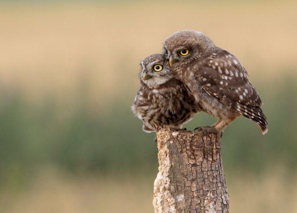 Natuurlezing: Uilen - De stille jagers van de nacht