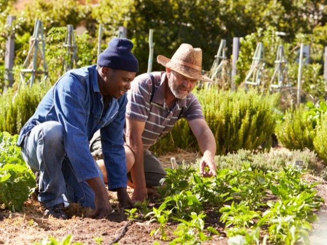 Basiscursus natuurvriendelijk moestuinieren