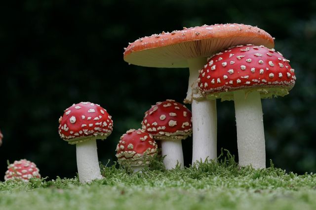Lezing Groei en Bloei: Verborgen leven van wilde planten en de herfst op zijn mooist
